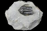 Diademaproetus Trilobite - Ofaten, Morocco #130530-2